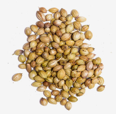 Coriander