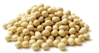 Soybean